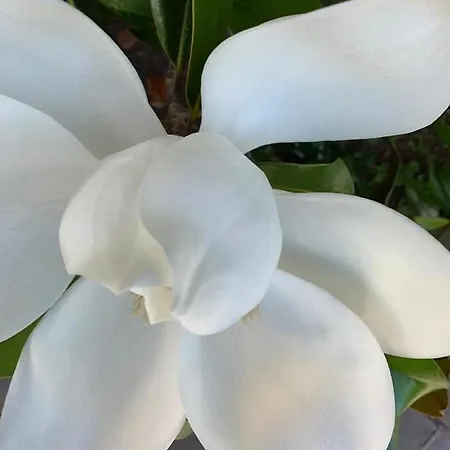 Amendola 3* בארי